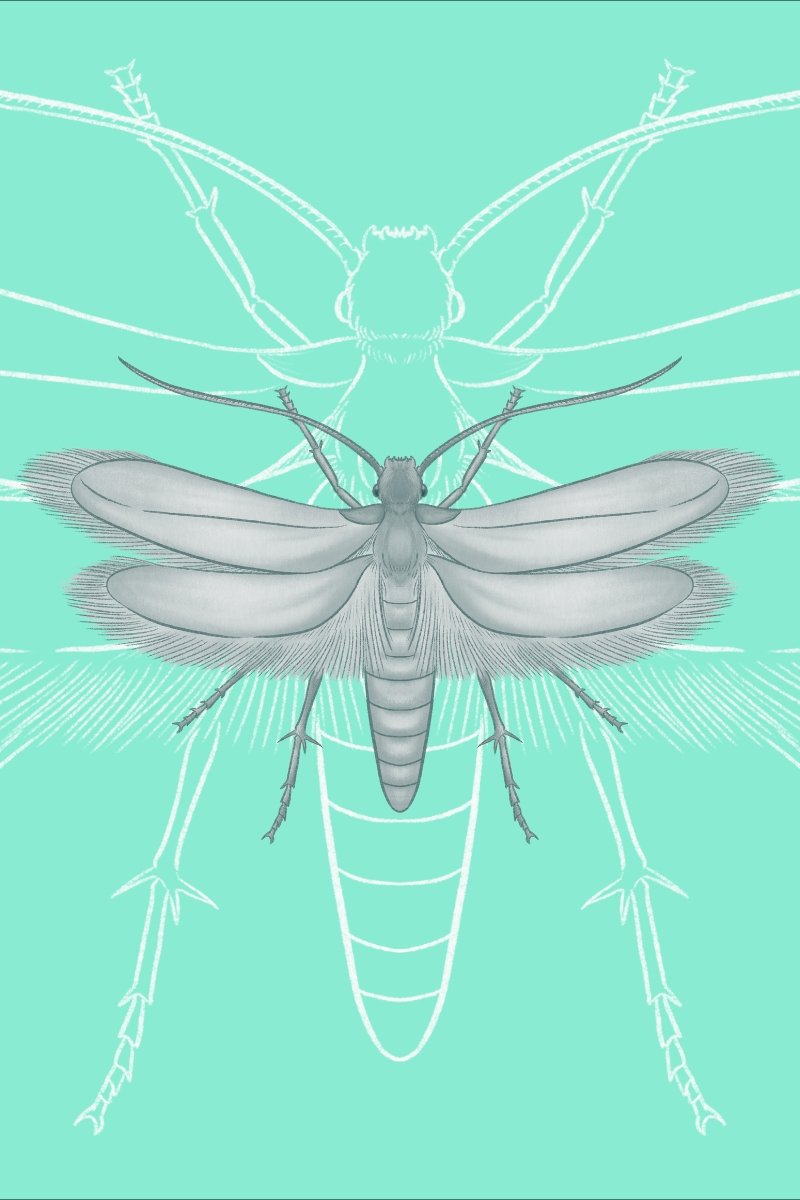 Moth Identification & Control - MMPC Pest Library