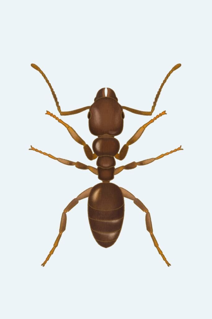 Ant Identification & Control - MMPC Pest Library