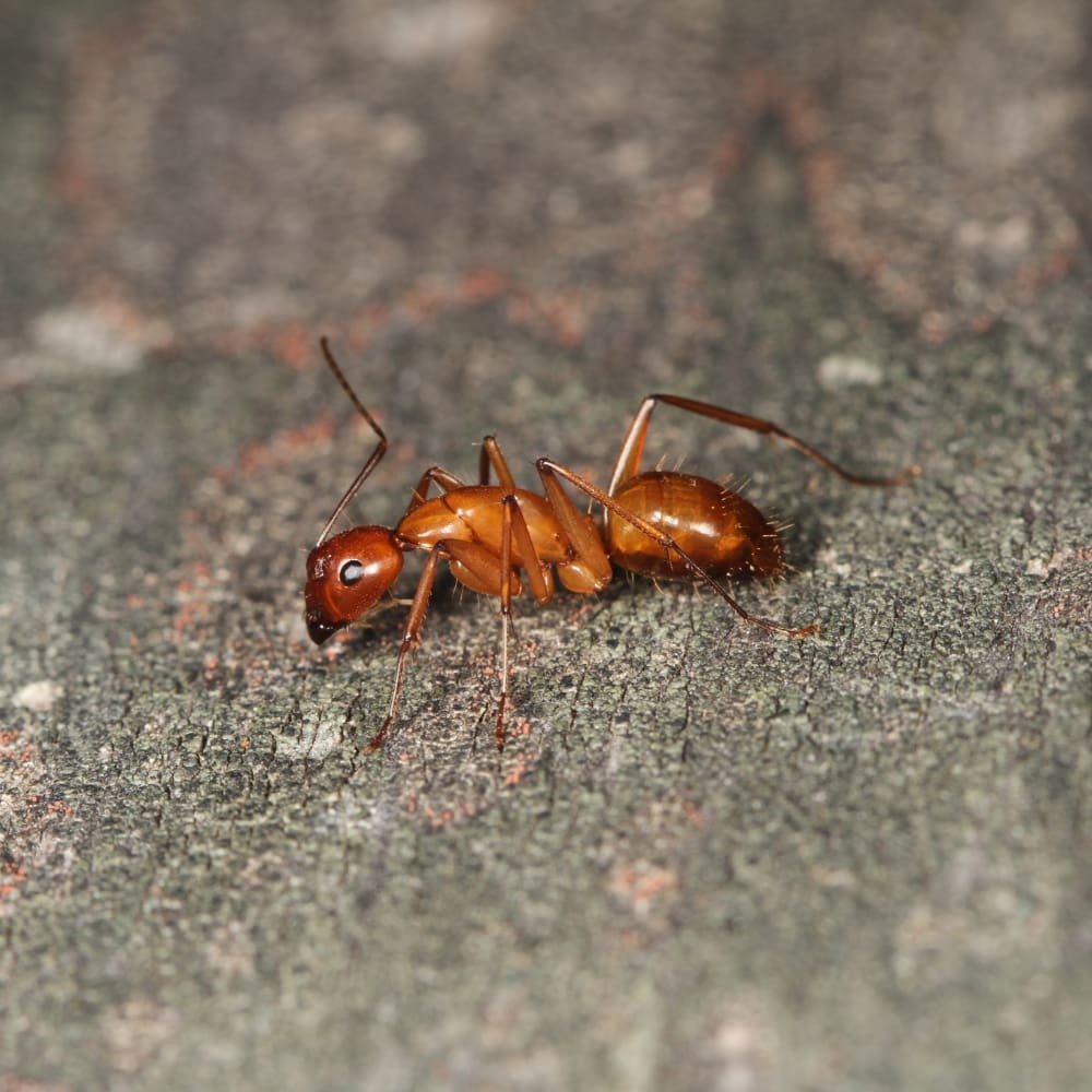 Ant Identification & Control - MMPC Pest Library