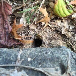 A Yellow-jacket near the entrance to a below-ground nest