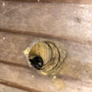 A carpenter bee in its nest