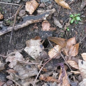 A single bumble bee nest hole