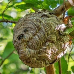 Bald faced hornet nest