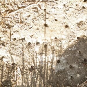 Bumble bee colony