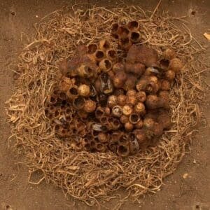 Bumble bee nests in old mouse nests