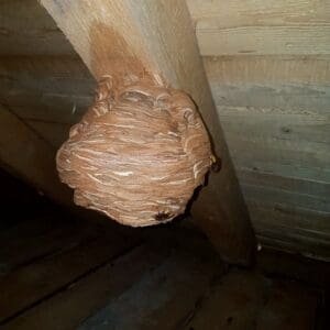 European hornet nest