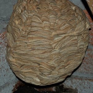 European hornet nest, up close