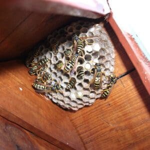 European paper wasp nest
