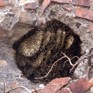 Honey bee nest