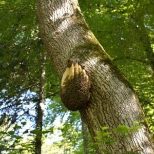 Honey bee nest in a tree