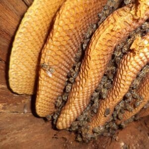 Honey bee nest up close