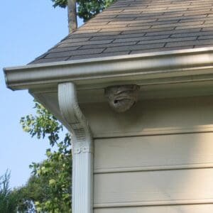 Hornets nest on house