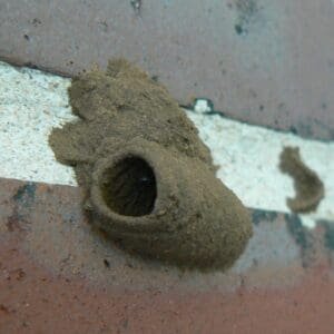 Mud dauber nest