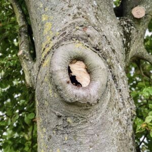Nest of the European hornet (Vespa crabro) in the hollow tree trunk