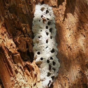 Nesting chambers of Mud Dauber Wasp