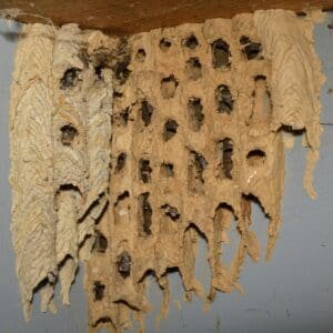 Organ-pipe Mud-dauber Wasp (Trypoxylon politum) Nest