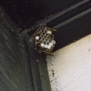 Paper Wasp Nest