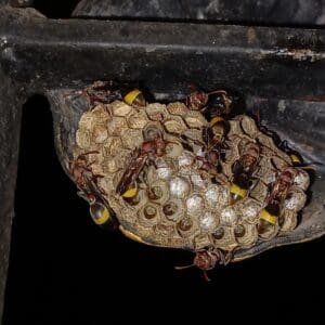 Paper wasps with their eggs