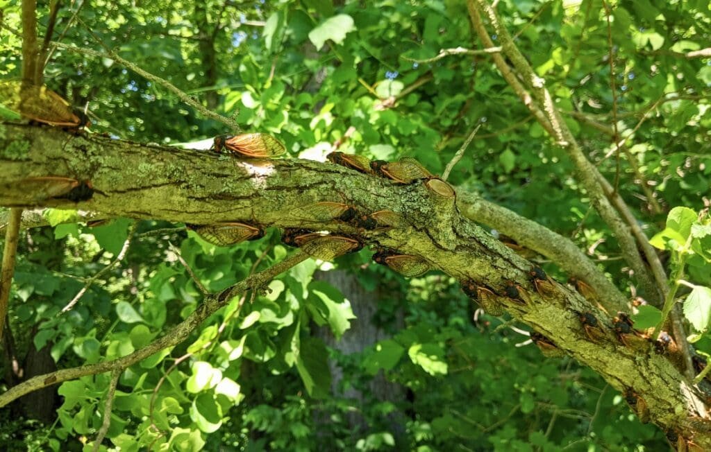 periodical cicadas on a tree branch