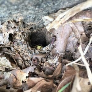 Yellow-jacket guarding the entrance to a below-ground nest