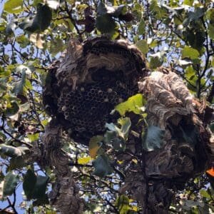 bald faced hornet nest after being hit by two rocks