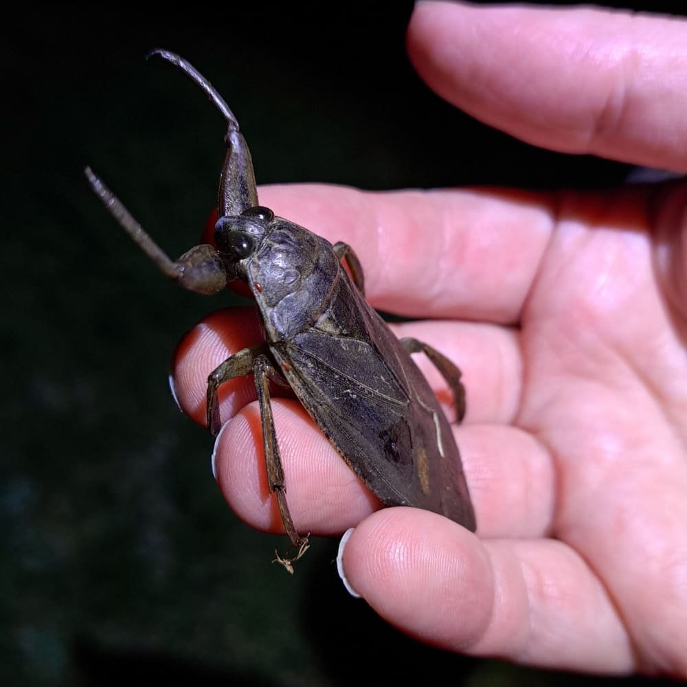 water bug up close